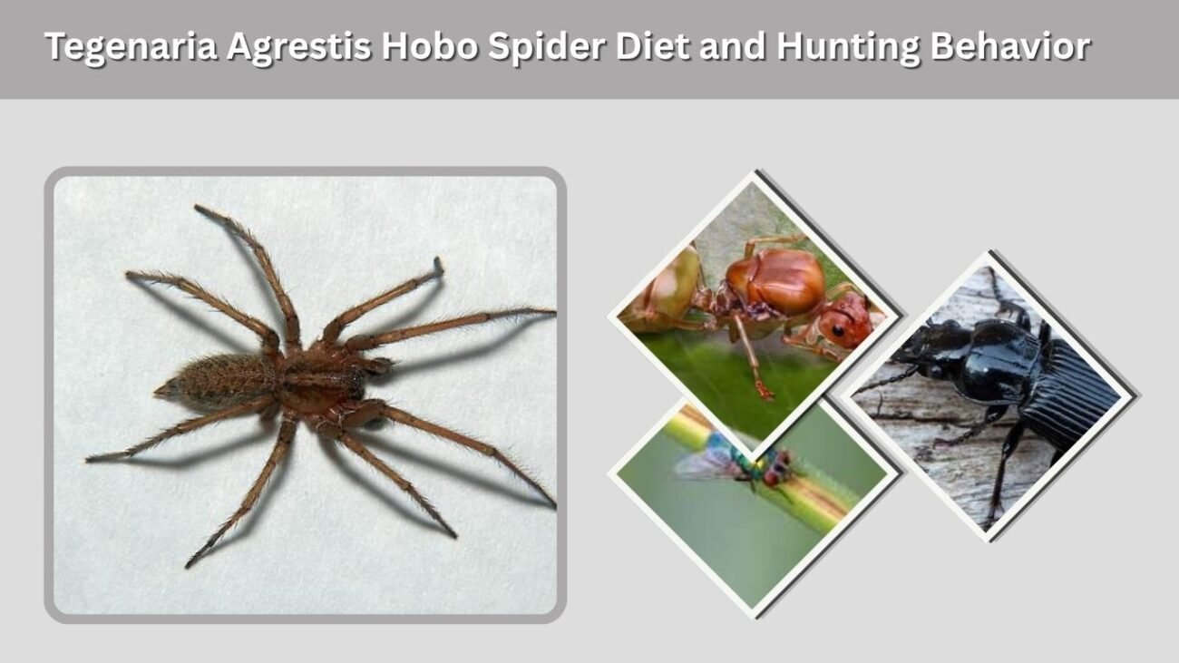 Tegenaria Agrestis Hobo Spider Diet and Hunting Behavior
