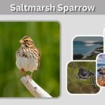 Saltmarsh Sparrow: Habitat, Range, Nest and Facts