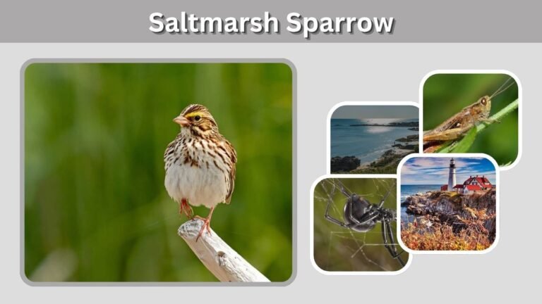 Saltmarsh Sparrow: Habitat, Range, Nest and Facts