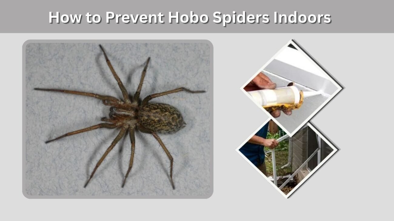 How to Prevent Hobo Spiders Indoors