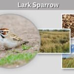 Lark Sparrow: Identification, Habitat, Song, and Nesting