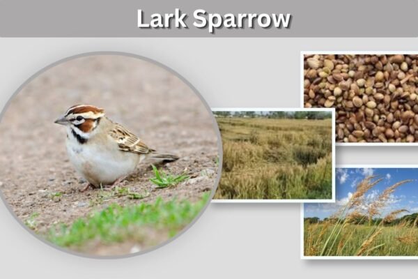Lark Sparrow: Identification, Habitat, Song, and Nesting