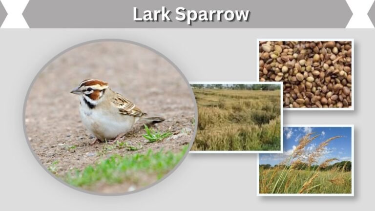 Lark Sparrow: Identification, Habitat, Song, and Nesting