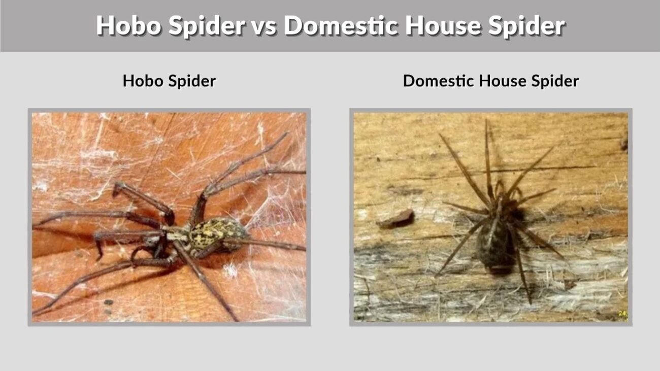 Hobo Spider vs Domestic House Spider