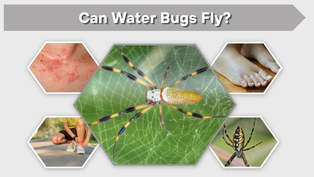 Golden Silk Orb Weaver Spider: Web, Bite, Size & Facts