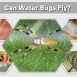 Golden Silk Orb Weaver Spider: Web, Bite, Size & Facts