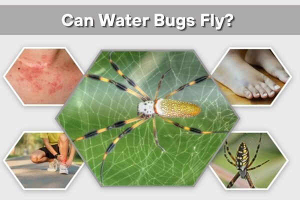Golden Silk Orb Weaver Spider: Web, Bite, Size & Facts