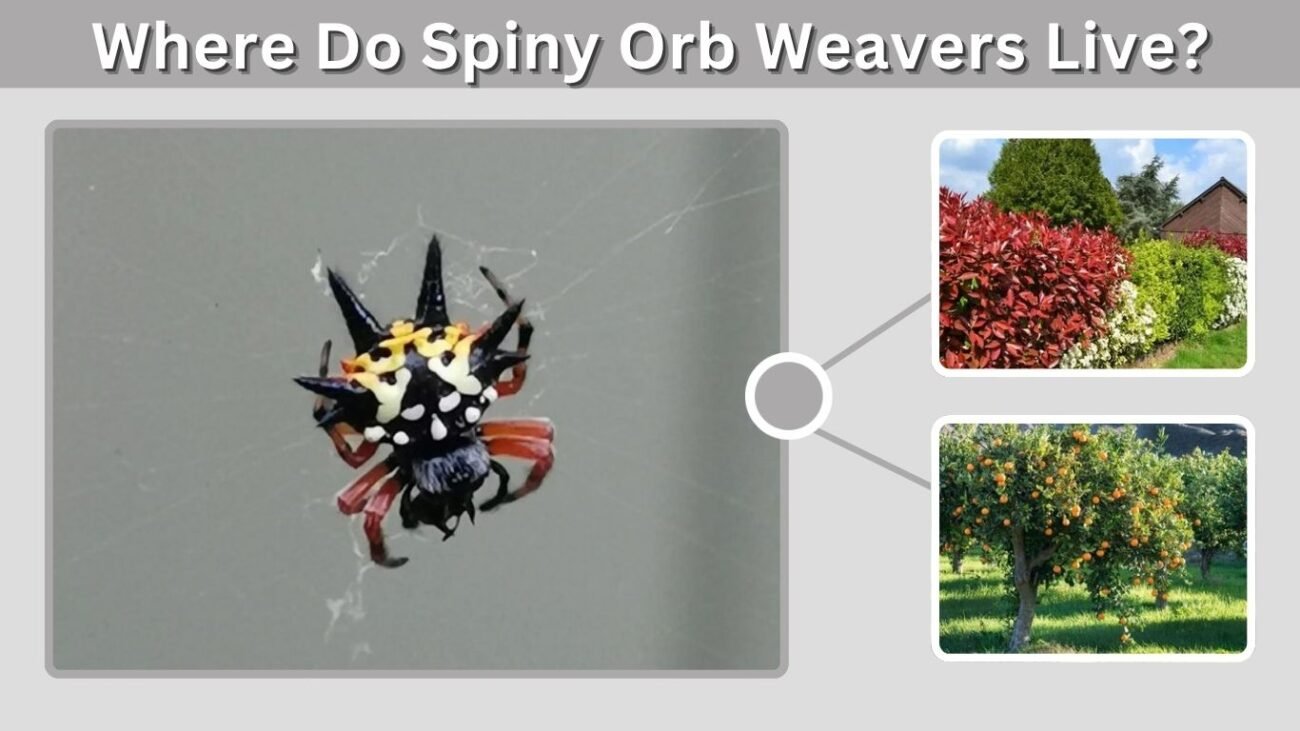 Where Do Spiny Orb Weavers Live?