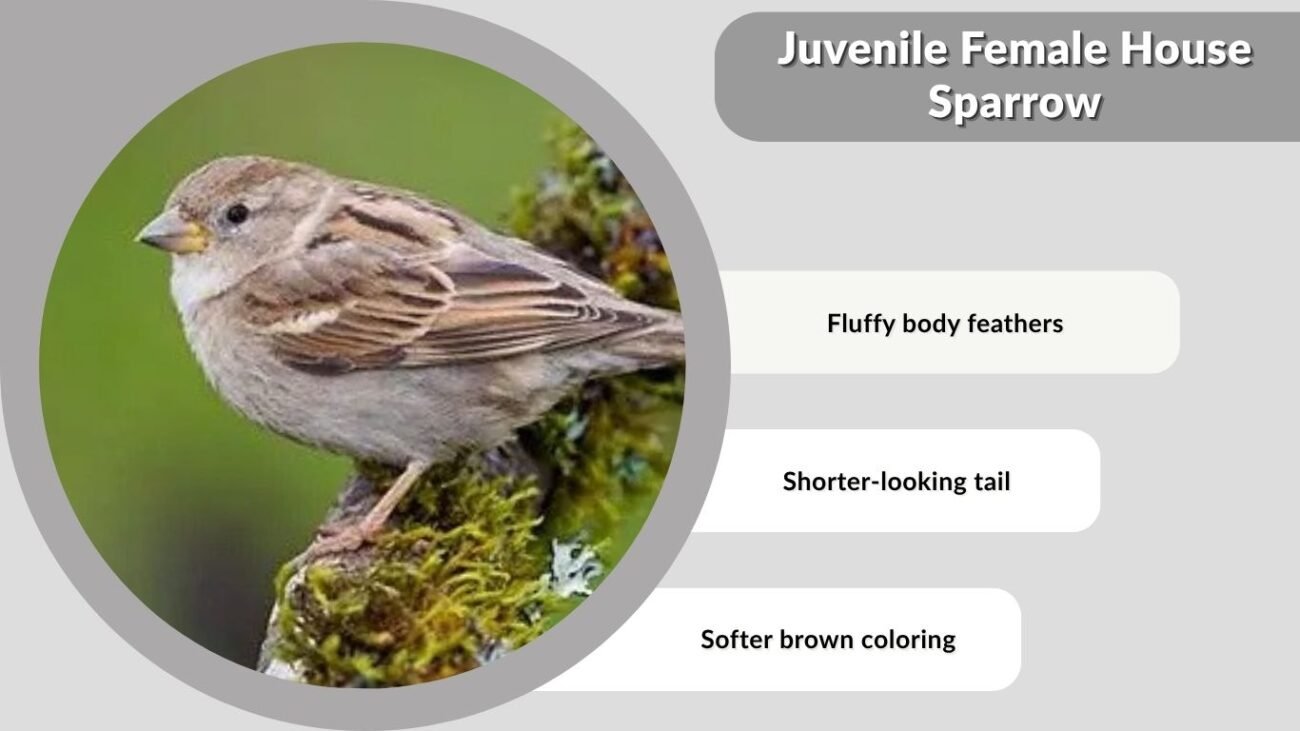 Juvenile Female House Sparrow