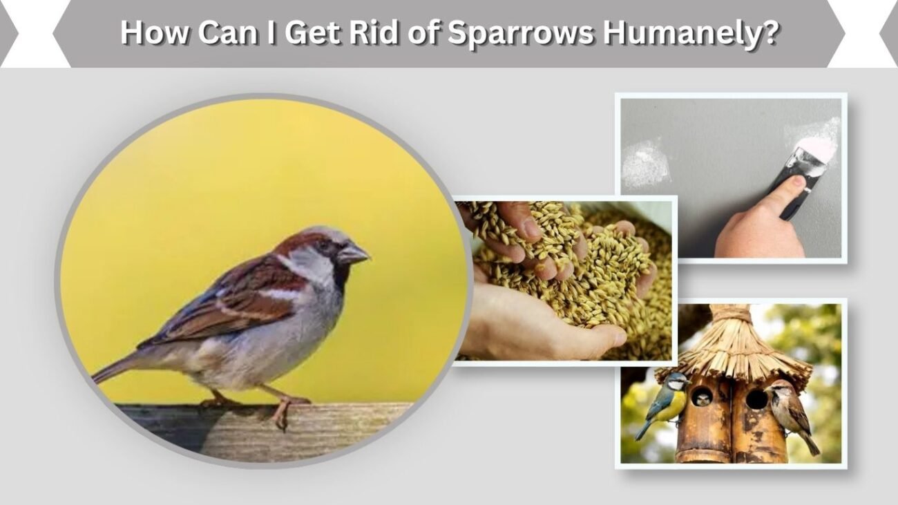 How Can I Get Rid of Sparrows Humanely?