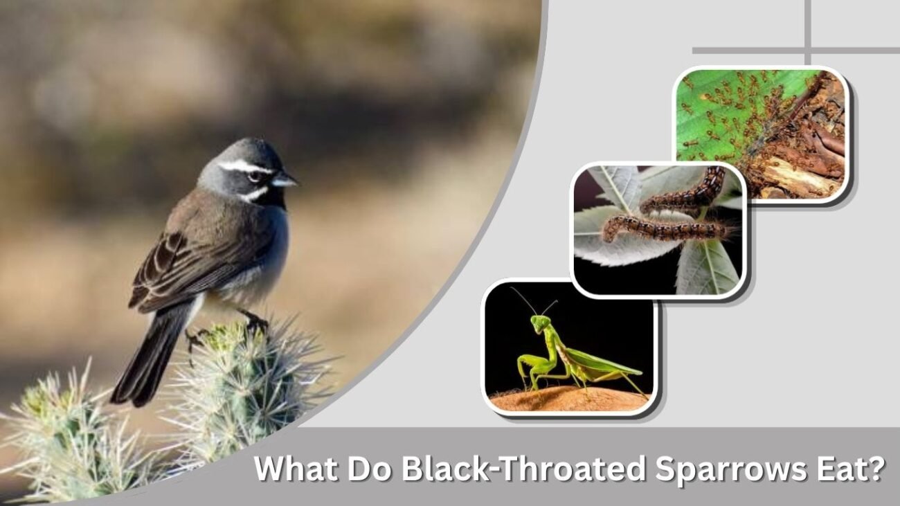 What Do Black-Throated Sparrows Eat?