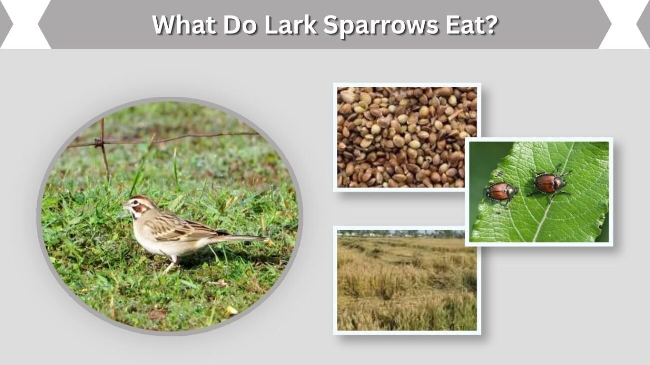 What Do Lark Sparrows Eat?