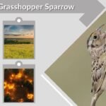 Florida Grasshopper Sparrow: Facts, Habitat and Call