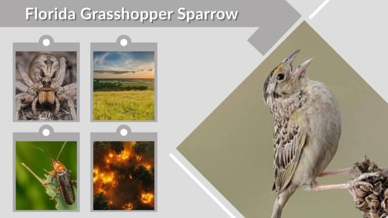 Florida Grasshopper Sparrow: Facts, Habitat and Call