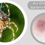 Are Orb Weaver Spiders Poisonous? Bite Safety Guide
