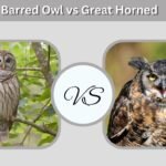 Barred Owl vs Great Horned Owl: 8 Key Differences