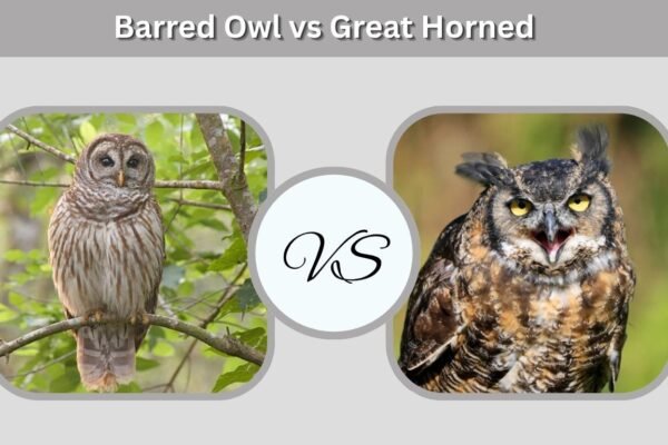Barred Owl vs Great Horned Owl: 8 Key Differences