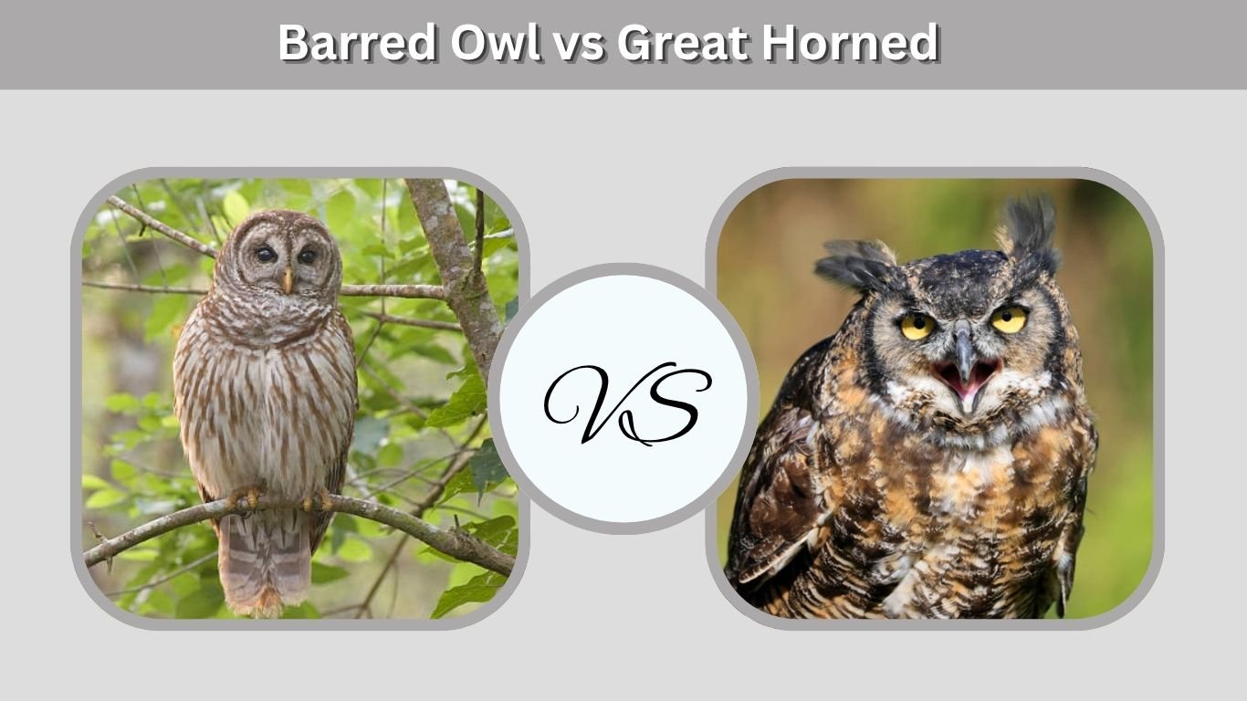 Barred Owl vs Great Horned Owl: 8 Key Differences