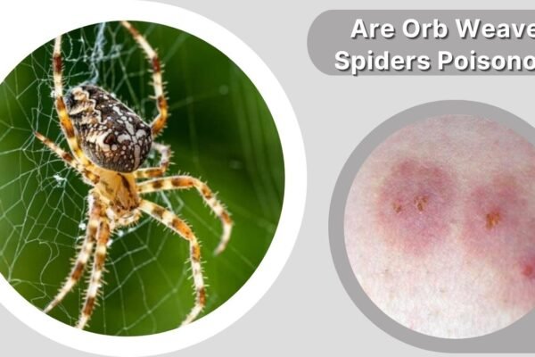 Are Orb Weaver Spiders Poisonous? Bite Safety Guide