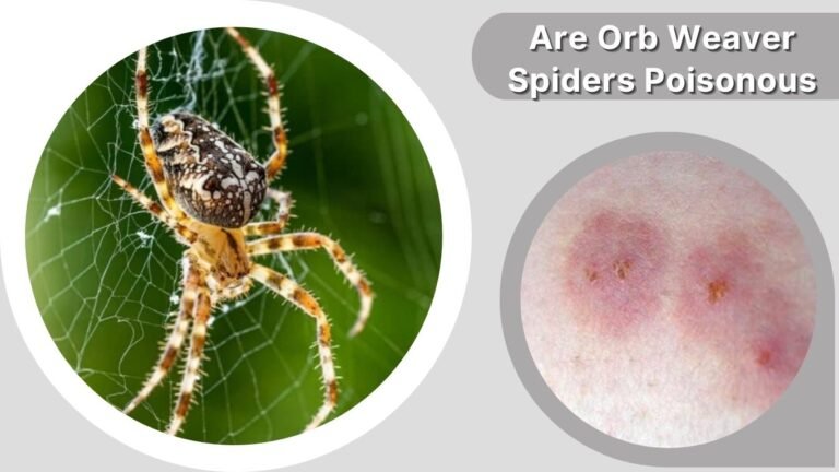 Are Orb Weaver Spiders Poisonous? Bite Safety Guide