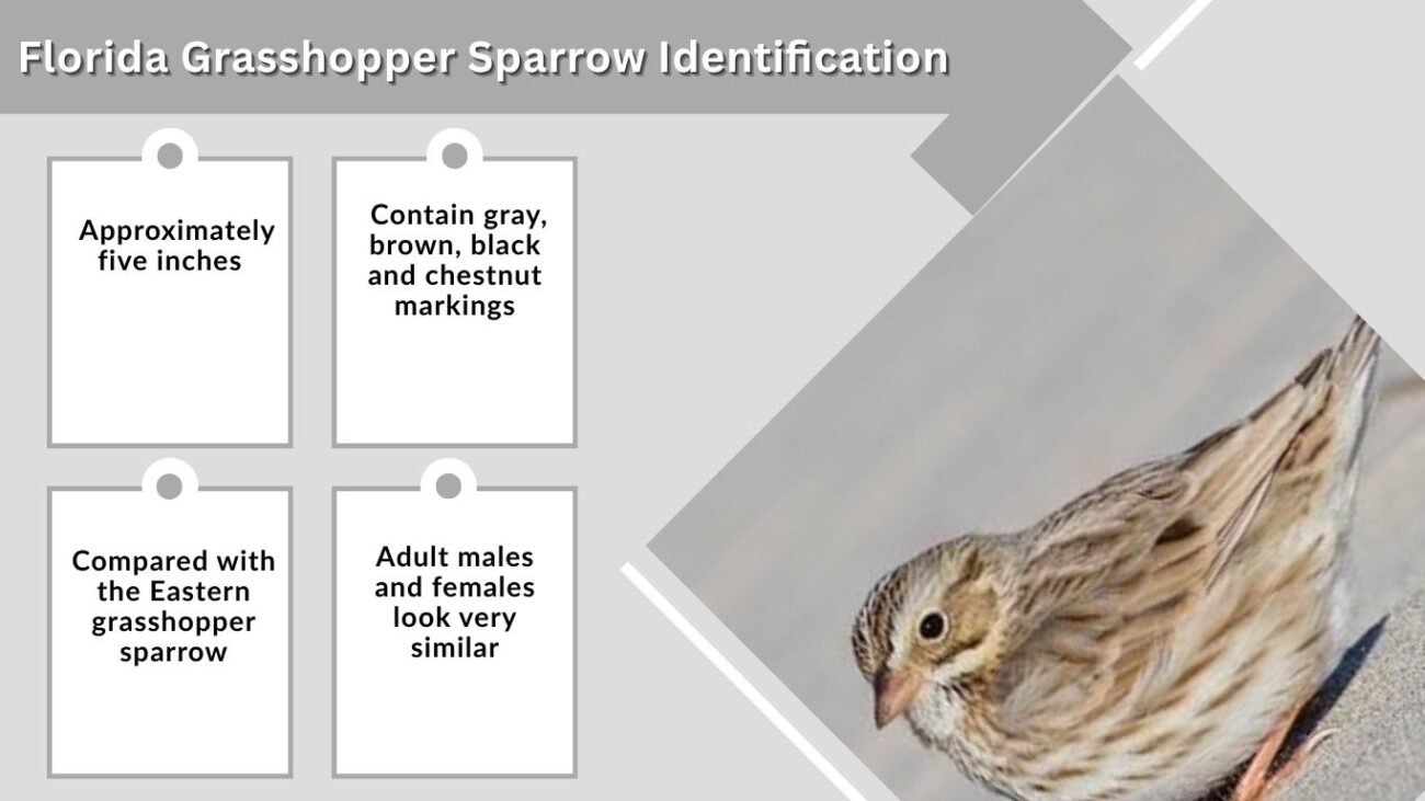Florida Grasshopper Sparrow Identification