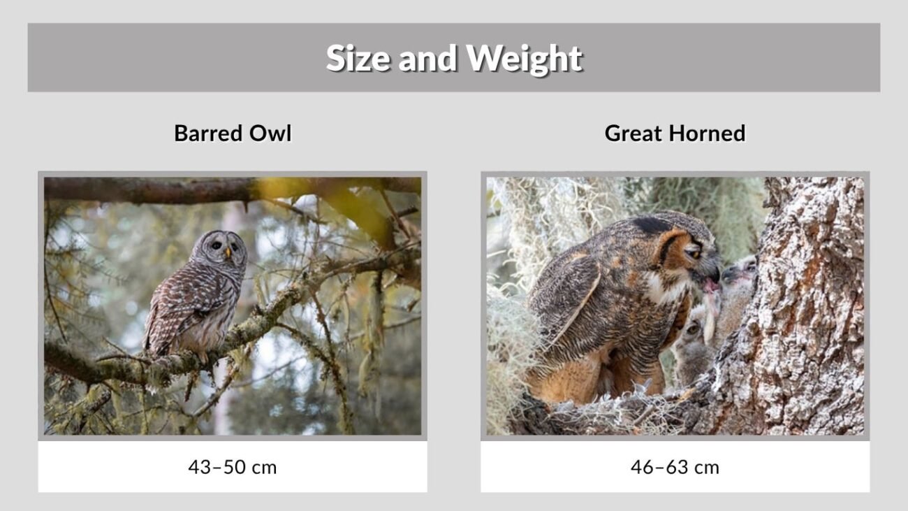 1. Size and Weight