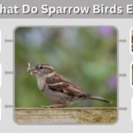 What Do Sparrow Birds Eat? 10 Common Foods