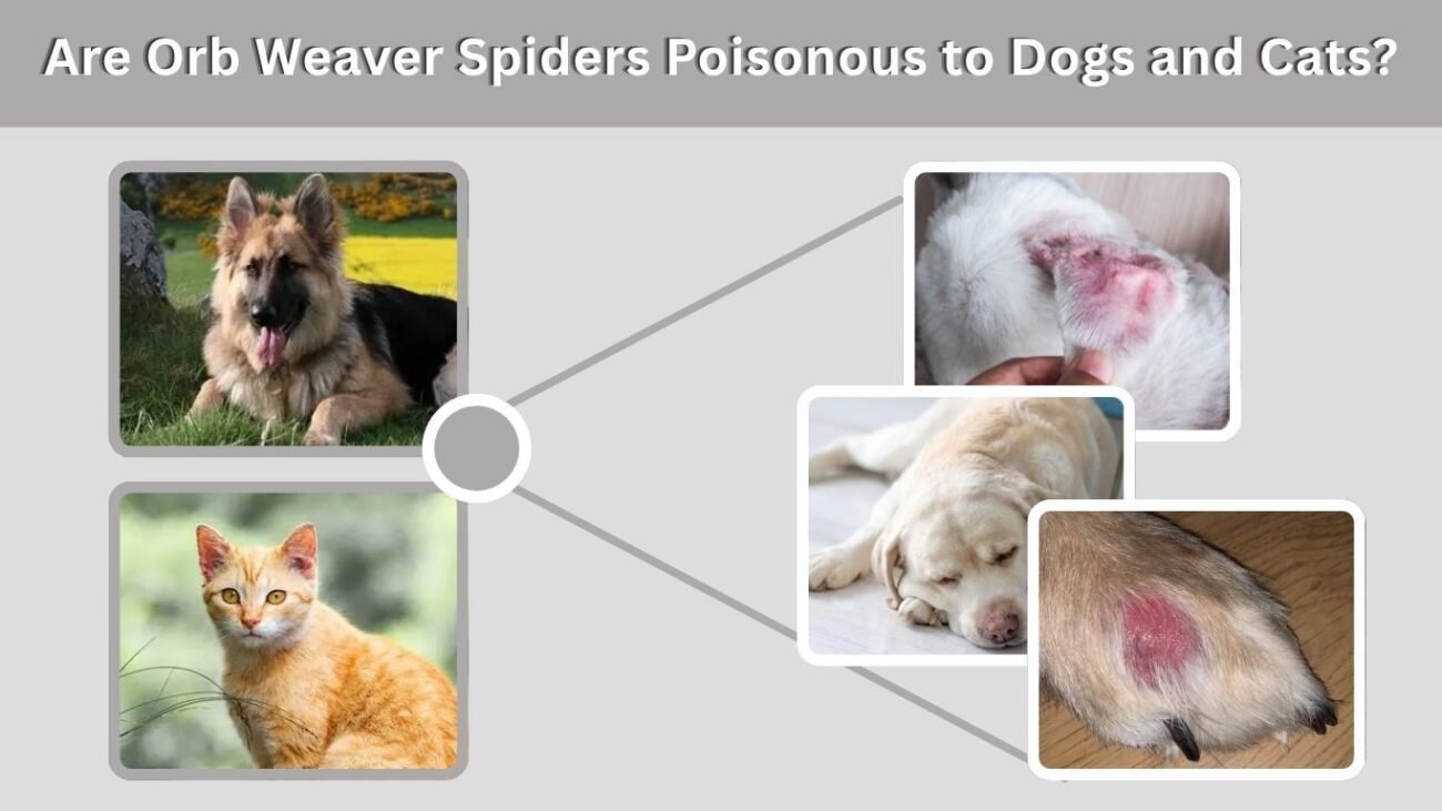 Are Orb Weaver Spiders Poisonous to Dogs and Cats?