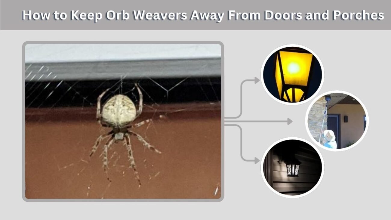 How to Keep Orb Weavers Away From Doors and Porches