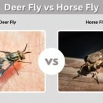 Deer Fly vs Horse Fly: Differences, Bites and Control