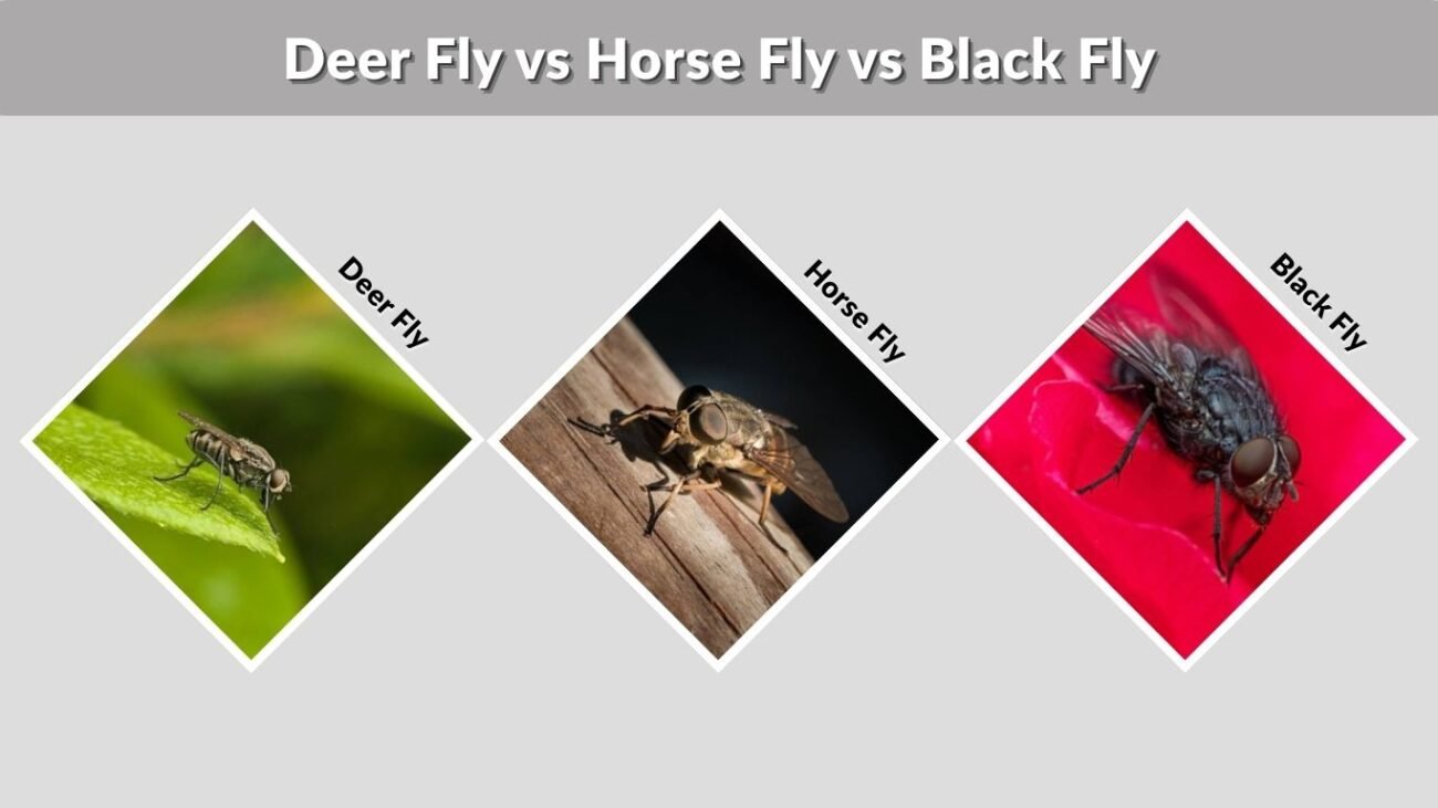 Deer Fly vs Horse Fly vs Black Fly