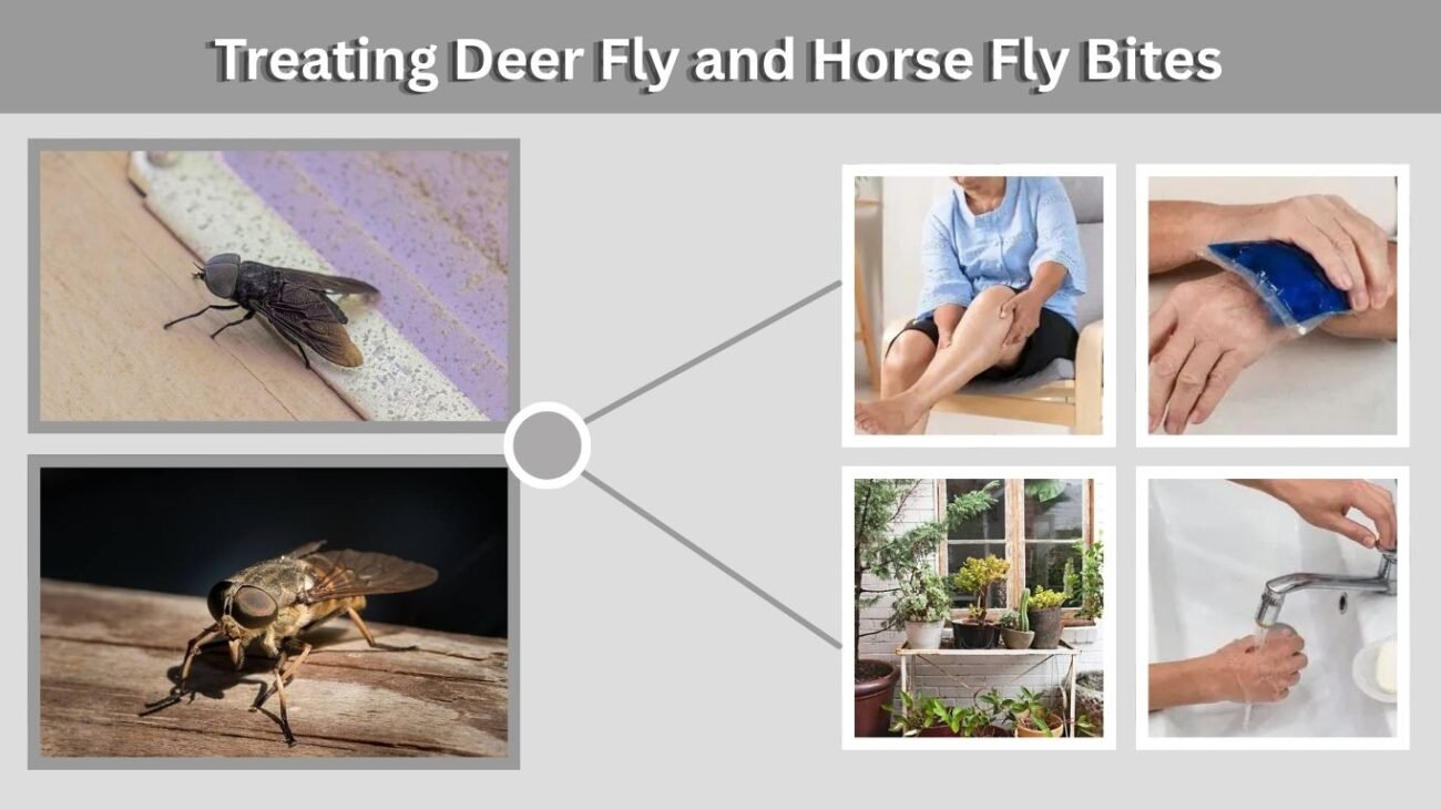 Treating Deer Fly and Horse Fly Bites