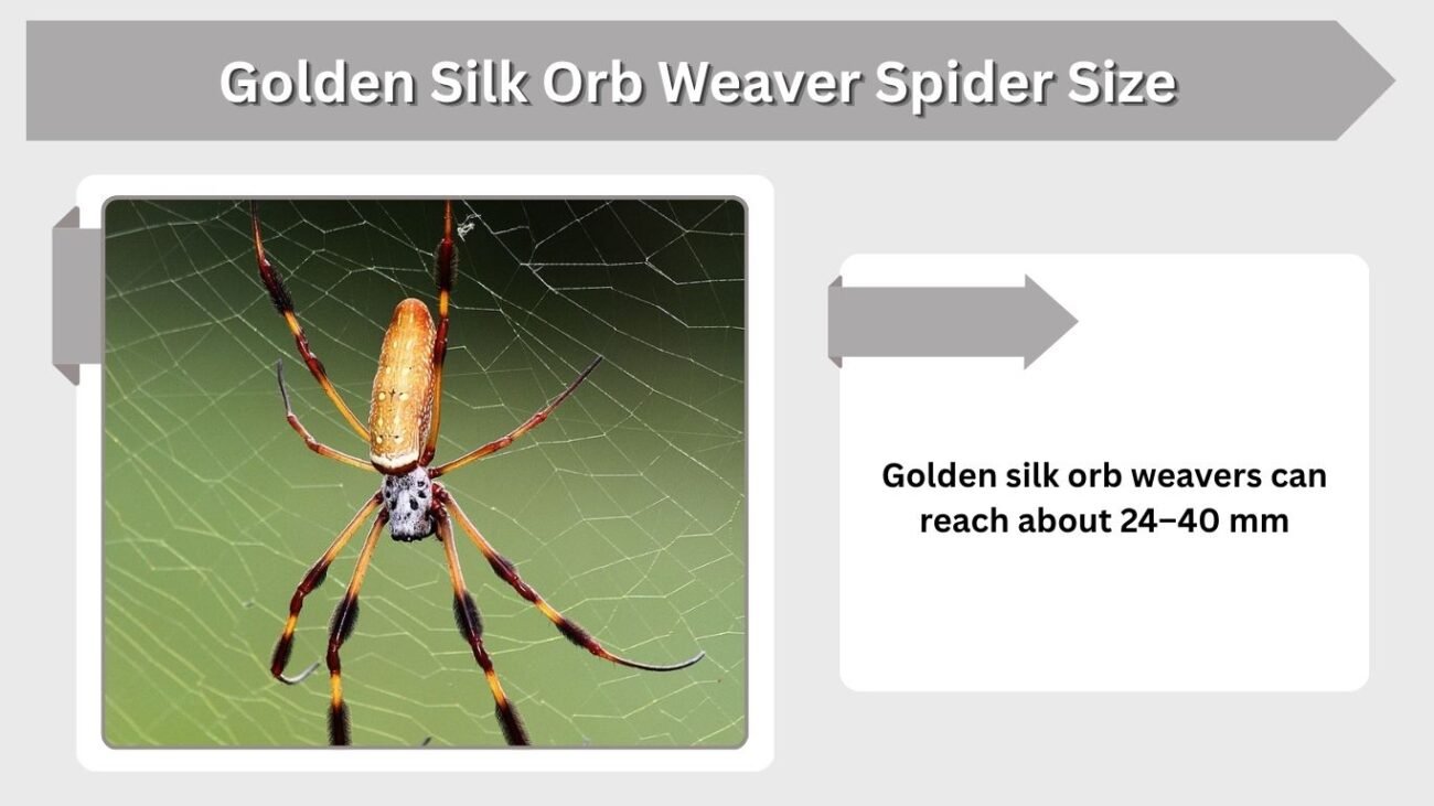 Golden Silk Orb Weaver Spider Size