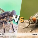 Horse Fly vs House Fly: Size, Bites, and Differences