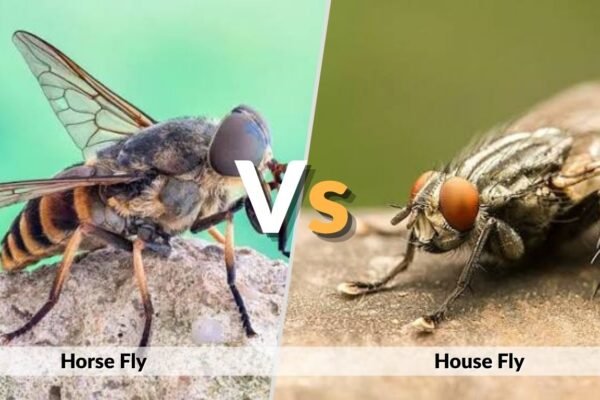 Horse Fly vs House Fly: Size, Bites, and Differences