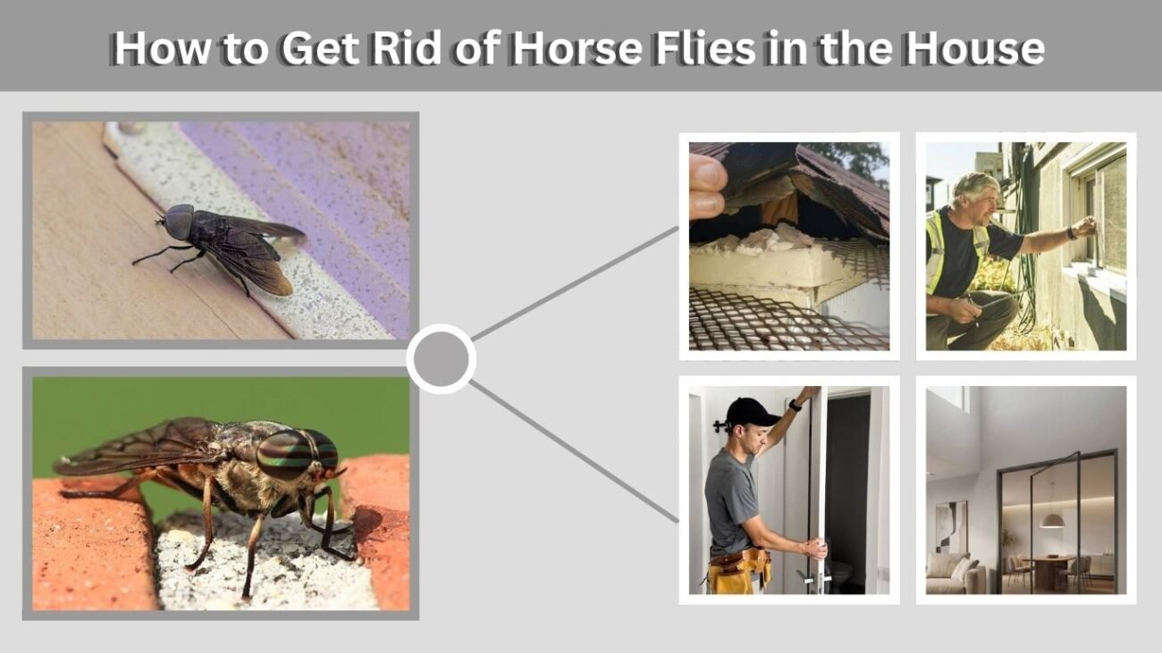 How to Get Rid of Horse Flies in the House