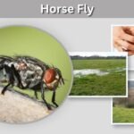 Horse Fly: Identification, Bites, Size and Life Cycle
