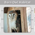Barn Owl Habitat: Where Do Barn Owls Live?