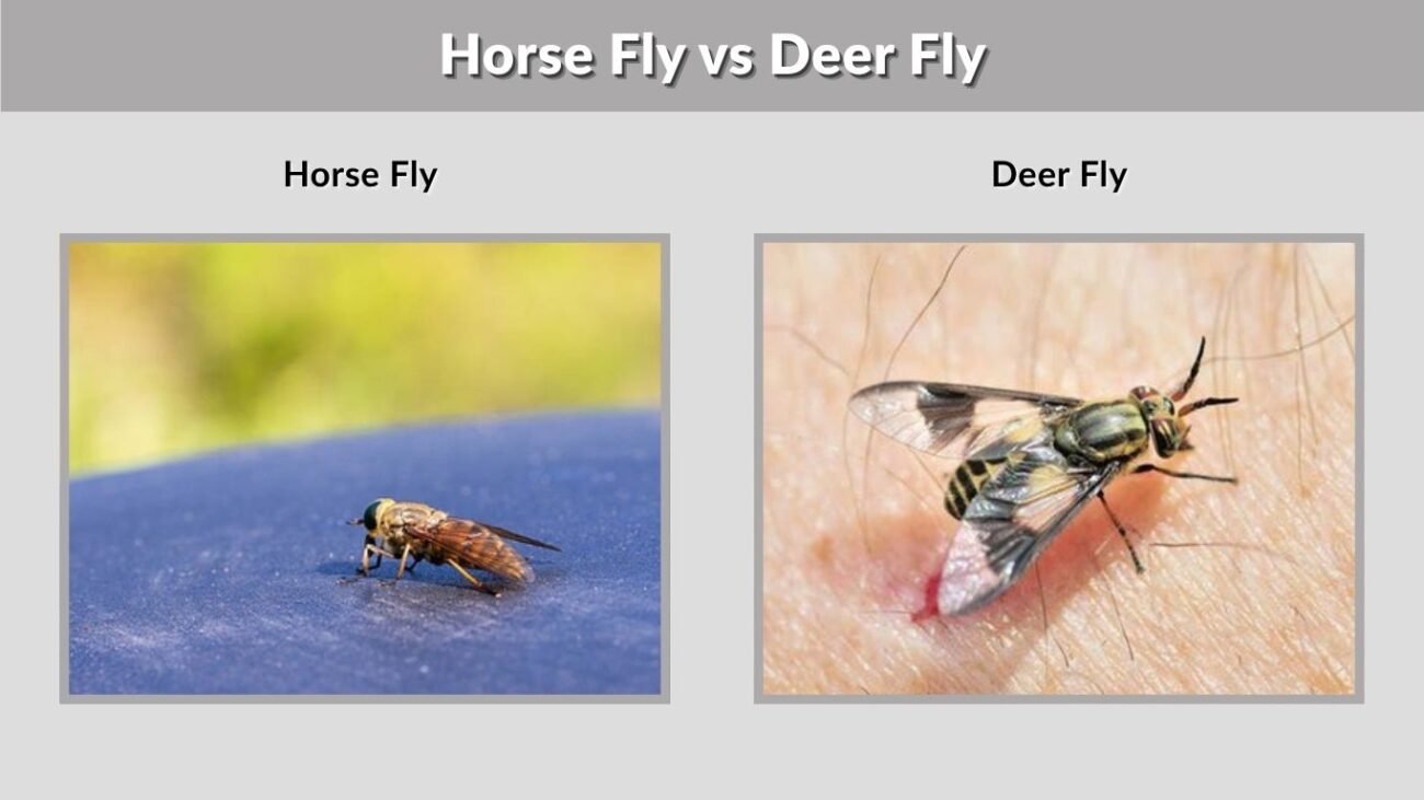 Horse Fly vs Deer Fly