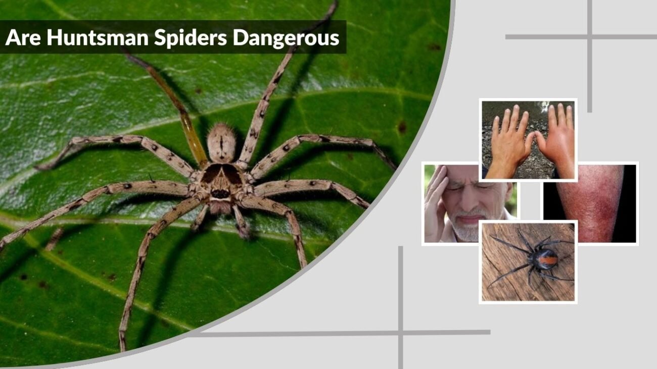 Are Huntsman Spiders Dangerous? Bite Facts and Safety Guide