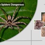 Are Huntsman Spiders Dangerous? Bite Facts and Safety Guide