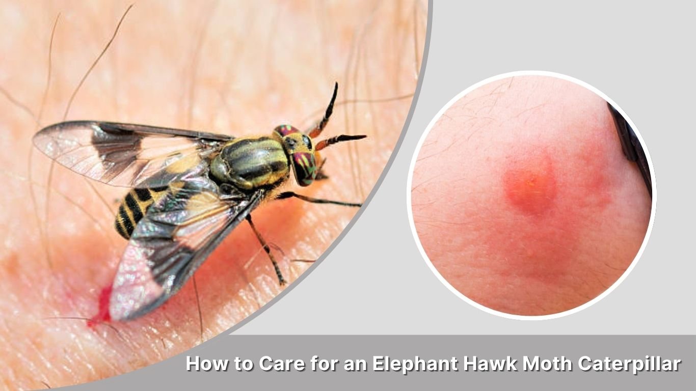 Deer Fly Bite: Symptoms, Treatment and Health Risks