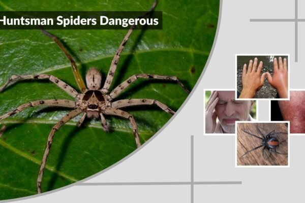 Are Huntsman Spiders Dangerous? Bite Facts and Safety Guide