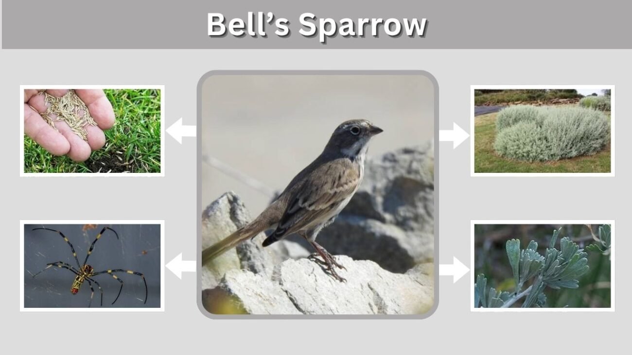 Bell’s Sparrow: Identification, Habitat, Diet and Nesting