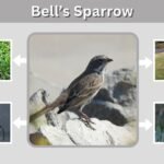 Bell’s Sparrow: Identification, Habitat, Diet and Nesting