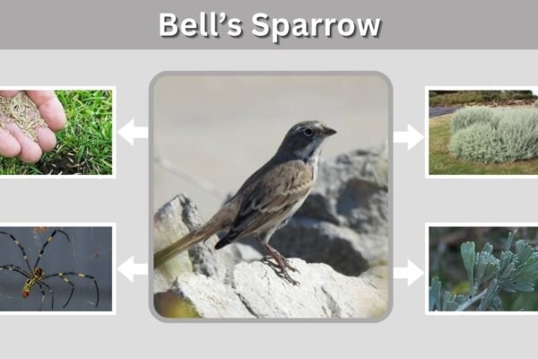 Bell’s Sparrow: Identification, Habitat, Diet and Nesting