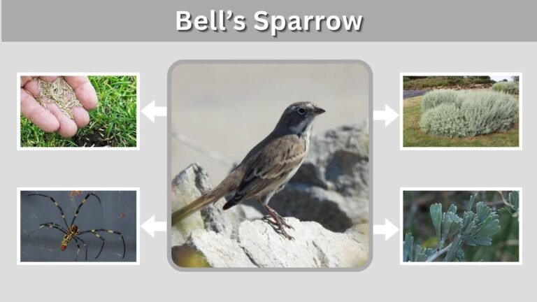 Bell’s Sparrow: Identification, Habitat, Diet and Nesting