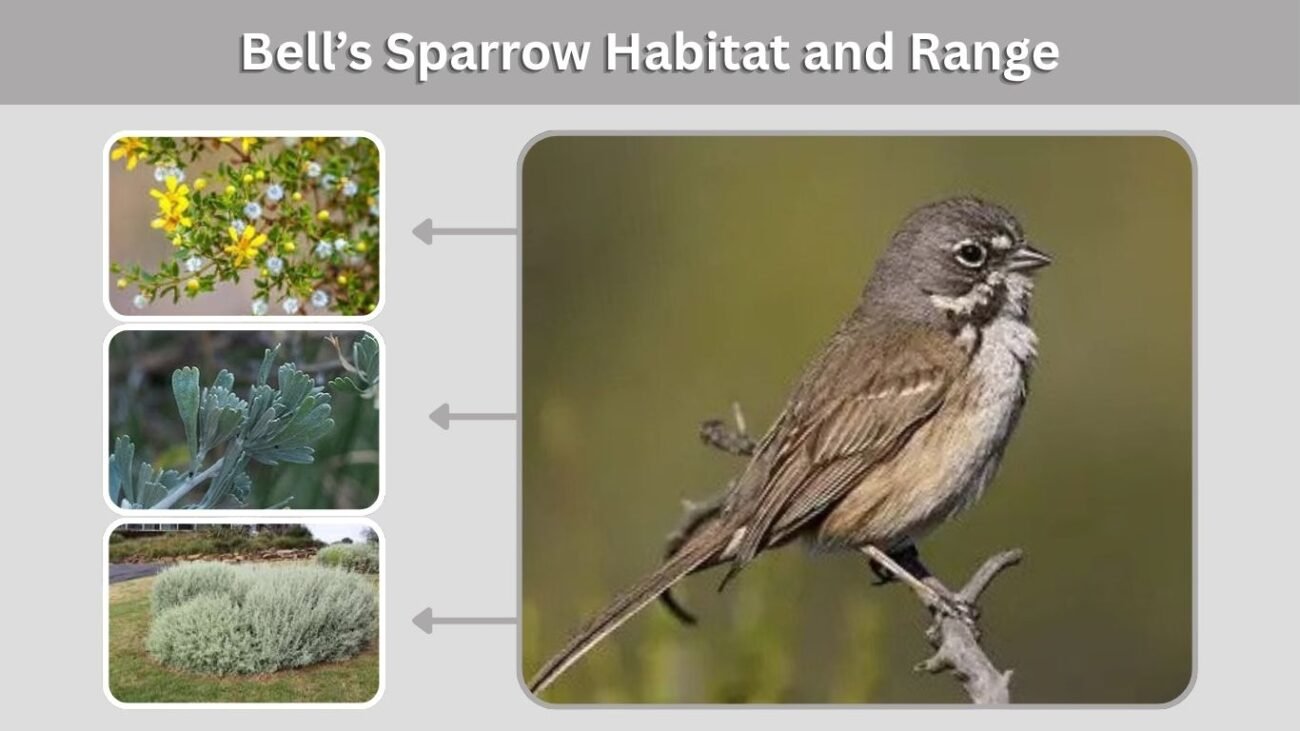Bell’s Sparrow Habitat and Range