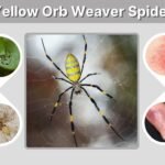 Yellow Orb Weaver Spider: ID, Bite, Web and Facts
