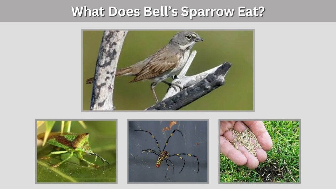 What Does Bell’s Sparrow Eat?